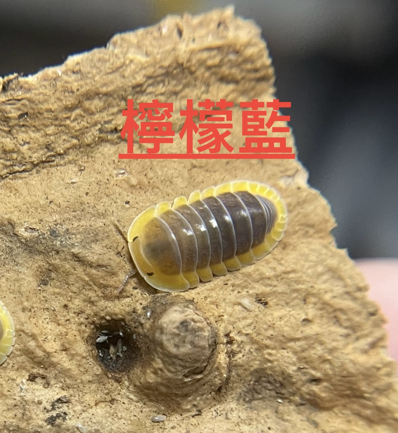 鼠婦